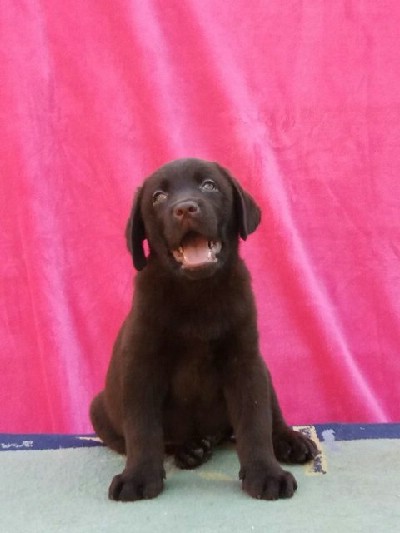 Labrador retriver, cokoladni stenci